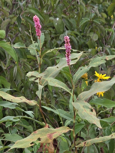 water smartweed
