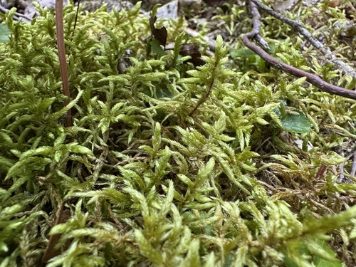 Red-stemmed Feather Moss