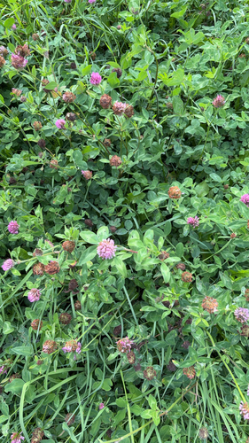 Red Clover