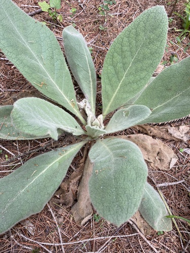 great mullein