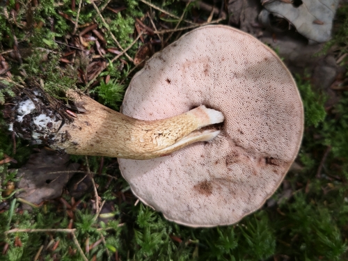 Bitter Bolete