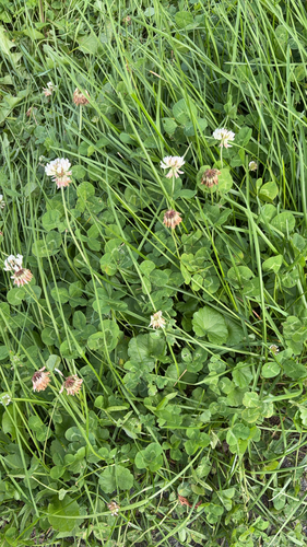 white clover
