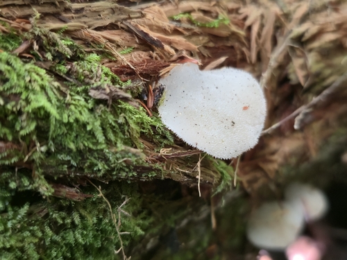 Toothed Jelly Fungus