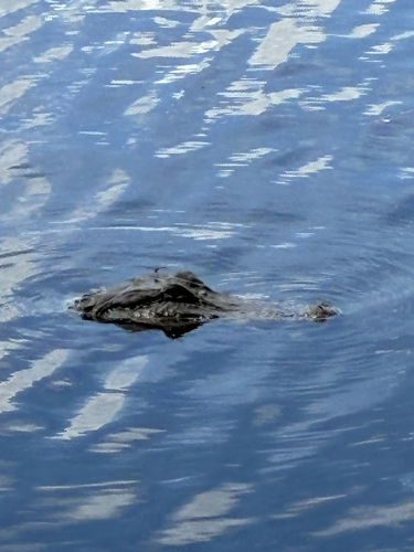 American Alligator