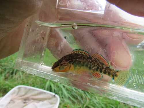 Rainbow Darter