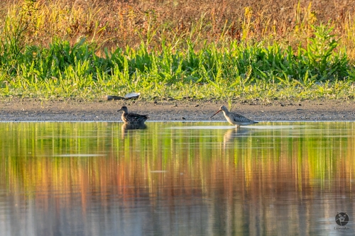 Bar-tailed Godwit