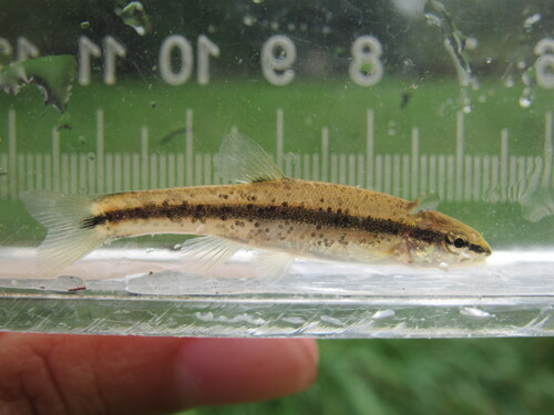 Western Blacknose Dace