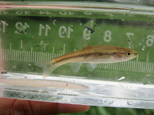 Creek Chub