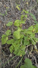 Physalis heterophylla