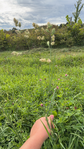 orchard grass