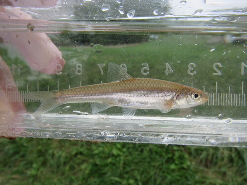 Sand Shiner