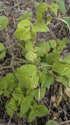 Physalis heterophylla, photograph 2