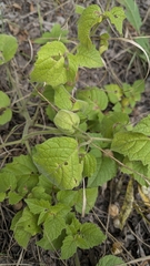 Physalis heterophylla, photograph author not stated, no rights reserved