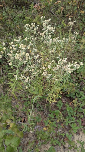 Pseudognaphalium macounii