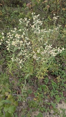 Pseudognaphalium macounii