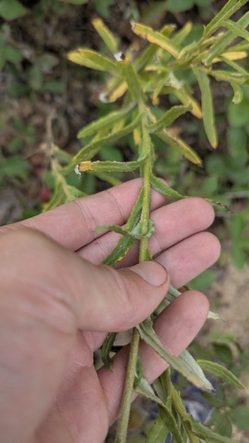 Pseudognaphalium macounii, photograph 2
