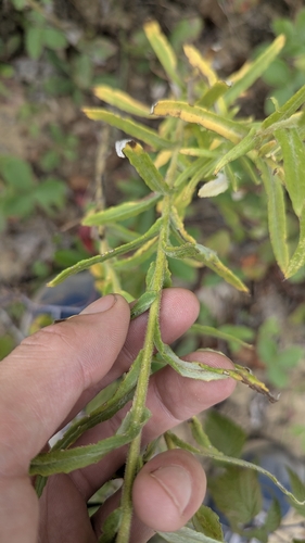 Pseudognaphalium macounii, photograph 3