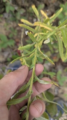 Pseudognaphalium macounii, photograph author not stated, no rights reserved