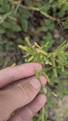 Pseudognaphalium macounii, photograph author not stated, no rights reserved