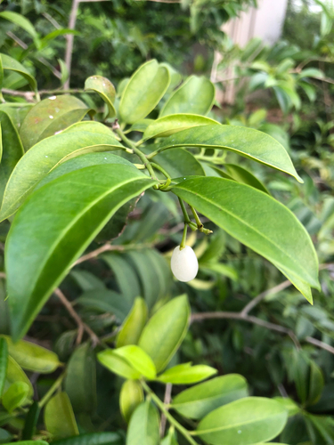 Chiococca alba, photograph 3
