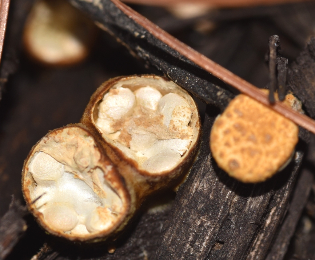 common bird's nest fungus · September 2026 · photo: Photo: (c) Heather, some rights reserved (CC BY-SA) · iNaturalist