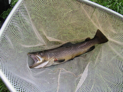 Brown Trout