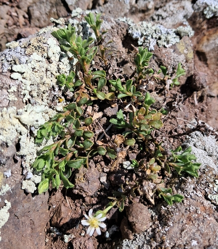 Vittadinia australis observed 2026-09-13