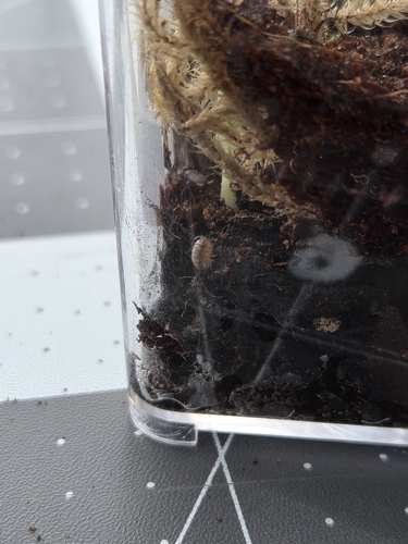 Common Pill Woodlouse