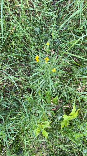 flat-topped goldenrod