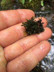 Jubula pennsylvanica