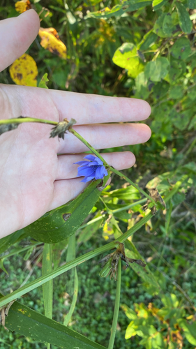 chicory