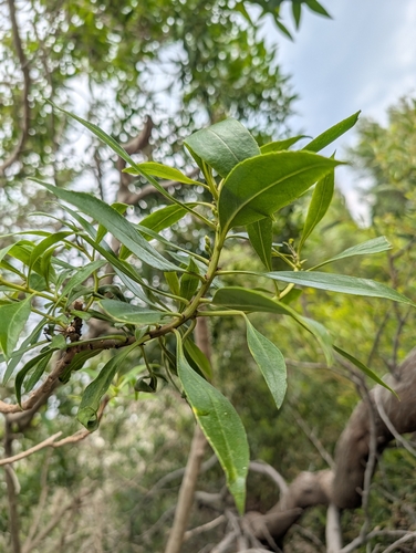 Myoporum insulare, photograph 4