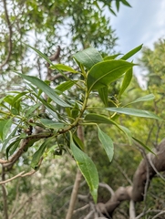 Myoporum insulare, photograph (c) Jessica Utrup, some rights reserved (CC BY)