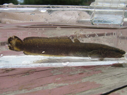Burbot