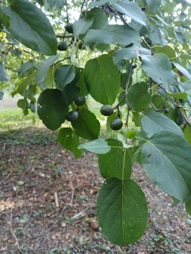 Italian alder