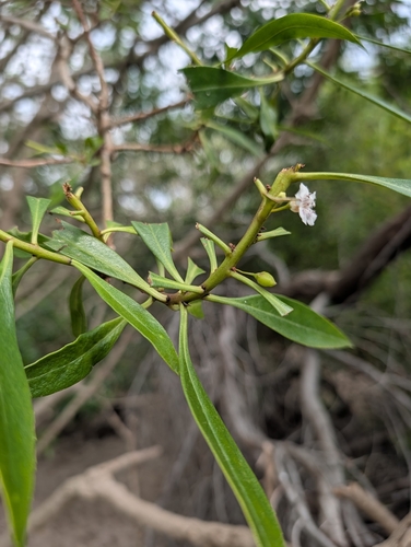 Myoporum insulare, photograph 5