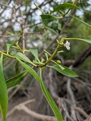 Myoporum insulare, photograph (c) Jessica Utrup, some rights reserved (CC BY)