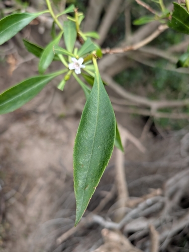 Myoporum insulare, photograph 6
