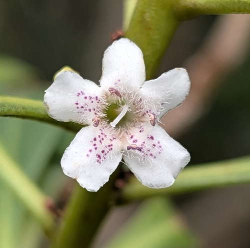 Myoporum insulare, photograph 3