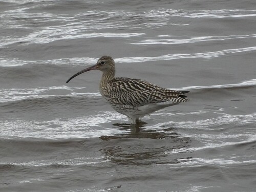 Eurasian Curlew