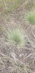 Festuca idahoensis