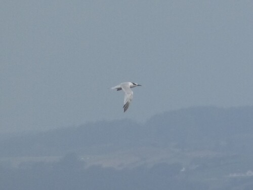 Sandwich Tern