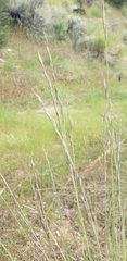 Festuca idahoensis