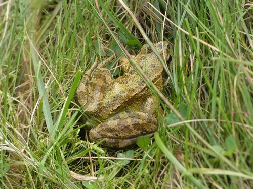 European Common Frog