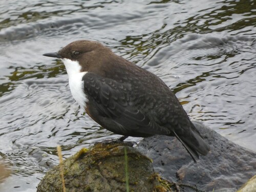 West British Isles White-throated Dipper