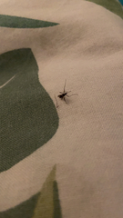 Culicidae