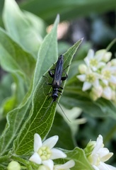 Oedemera pthysica
