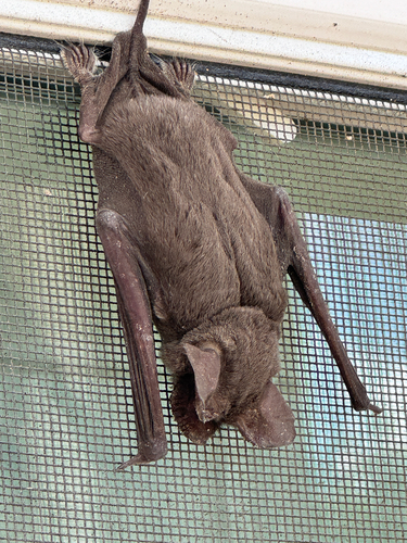 Mexican Free-tailed Bat observed by leilcu