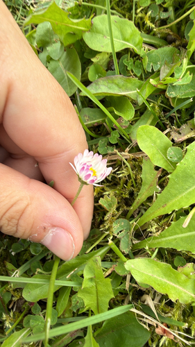 Lawn daisy