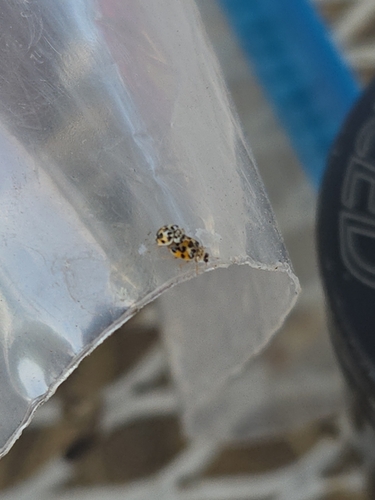 Twenty-spotted Lady Beetle